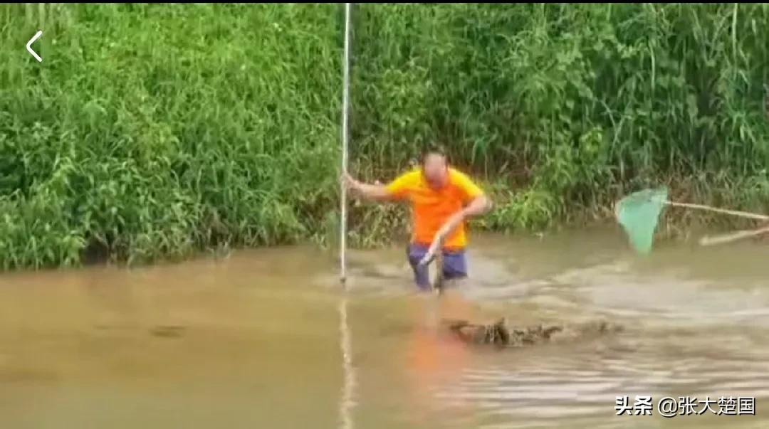 广东一河滩惊现鳄鱼,茂名鳄鱼最新抓捕消息