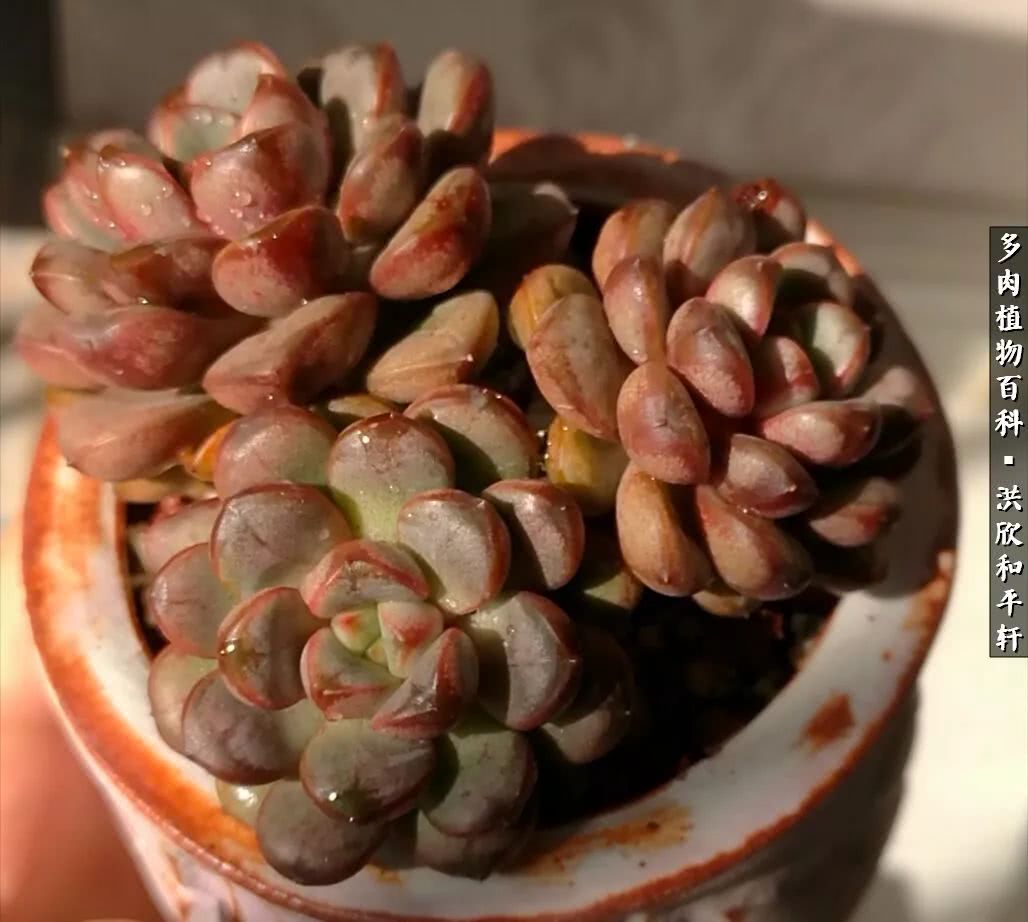 多肉的四季轮回,四季轮回多肉