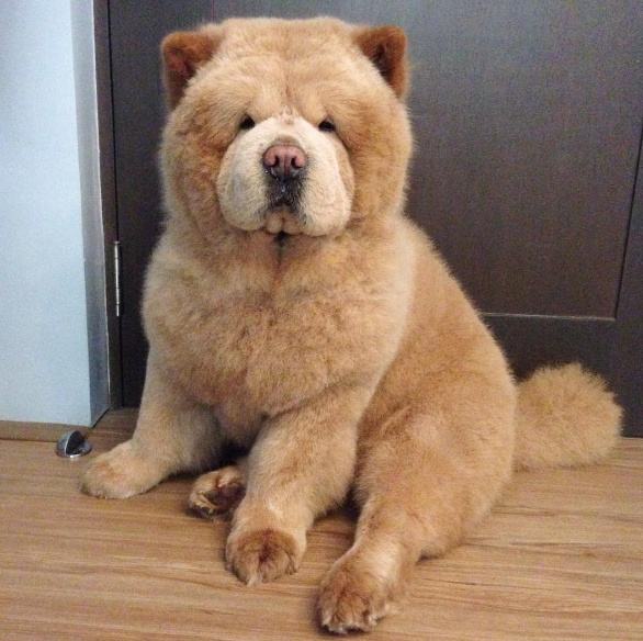 黑白花四眼宠物狗是什么品种,宠物狗智商排名前十名的品种