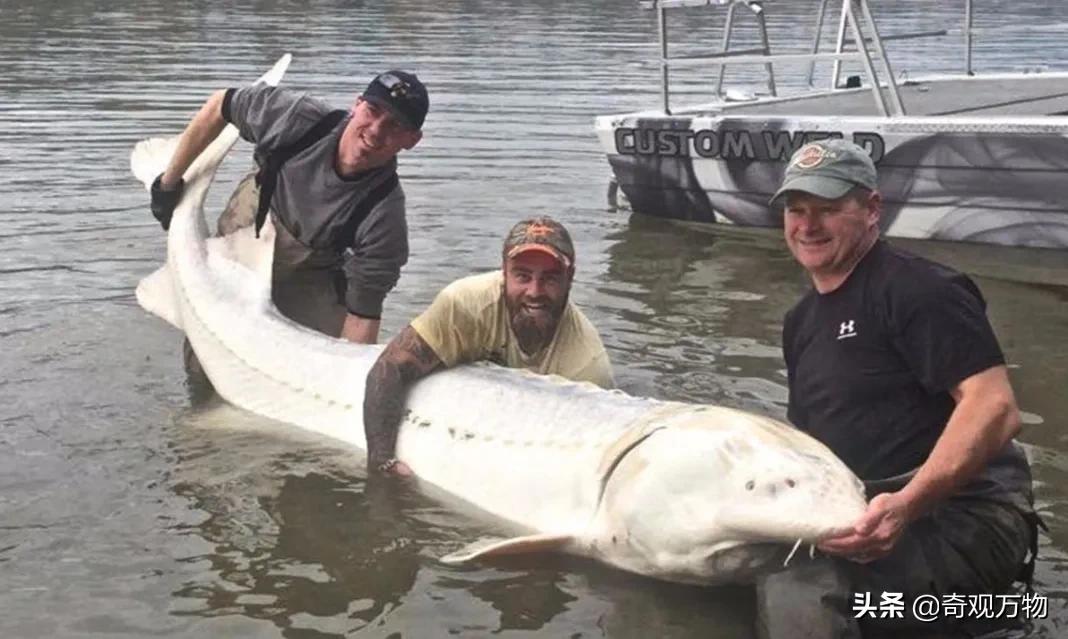 白化鲟鱼鱼子酱多少一条,鲟鱼鱼子酱值多少钱