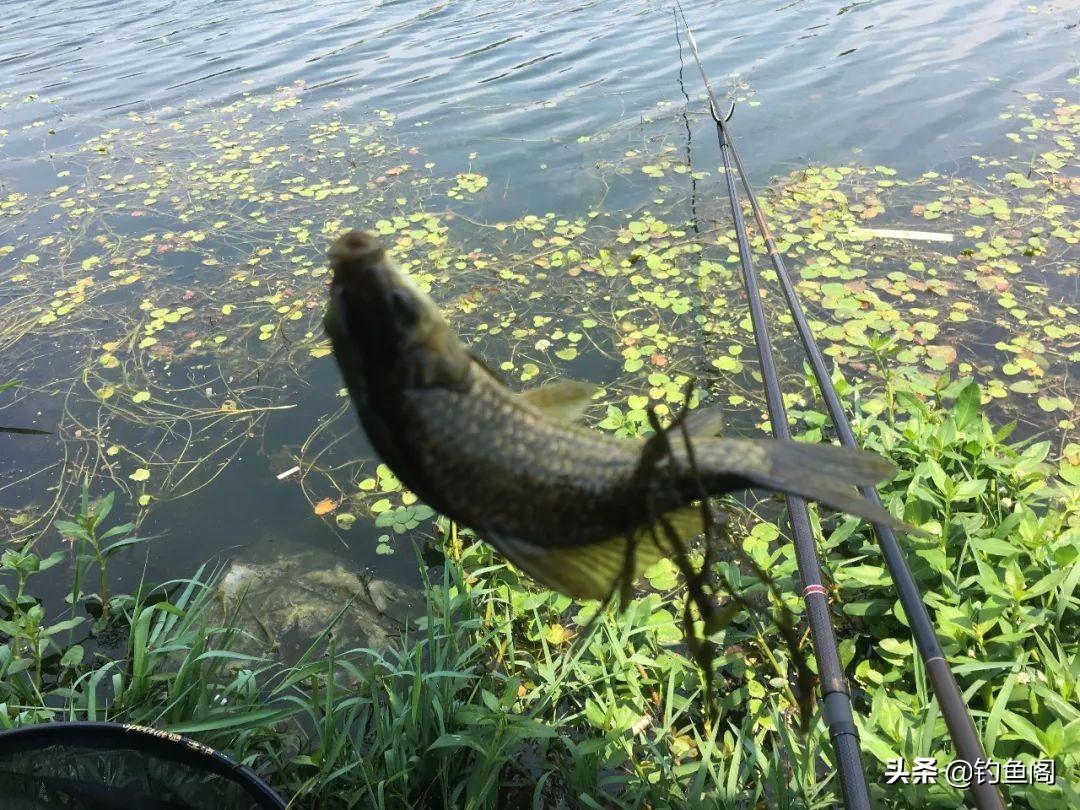 鱼钩单钩与双钩哪个中鱼率高,野钓双钩几号钩好用