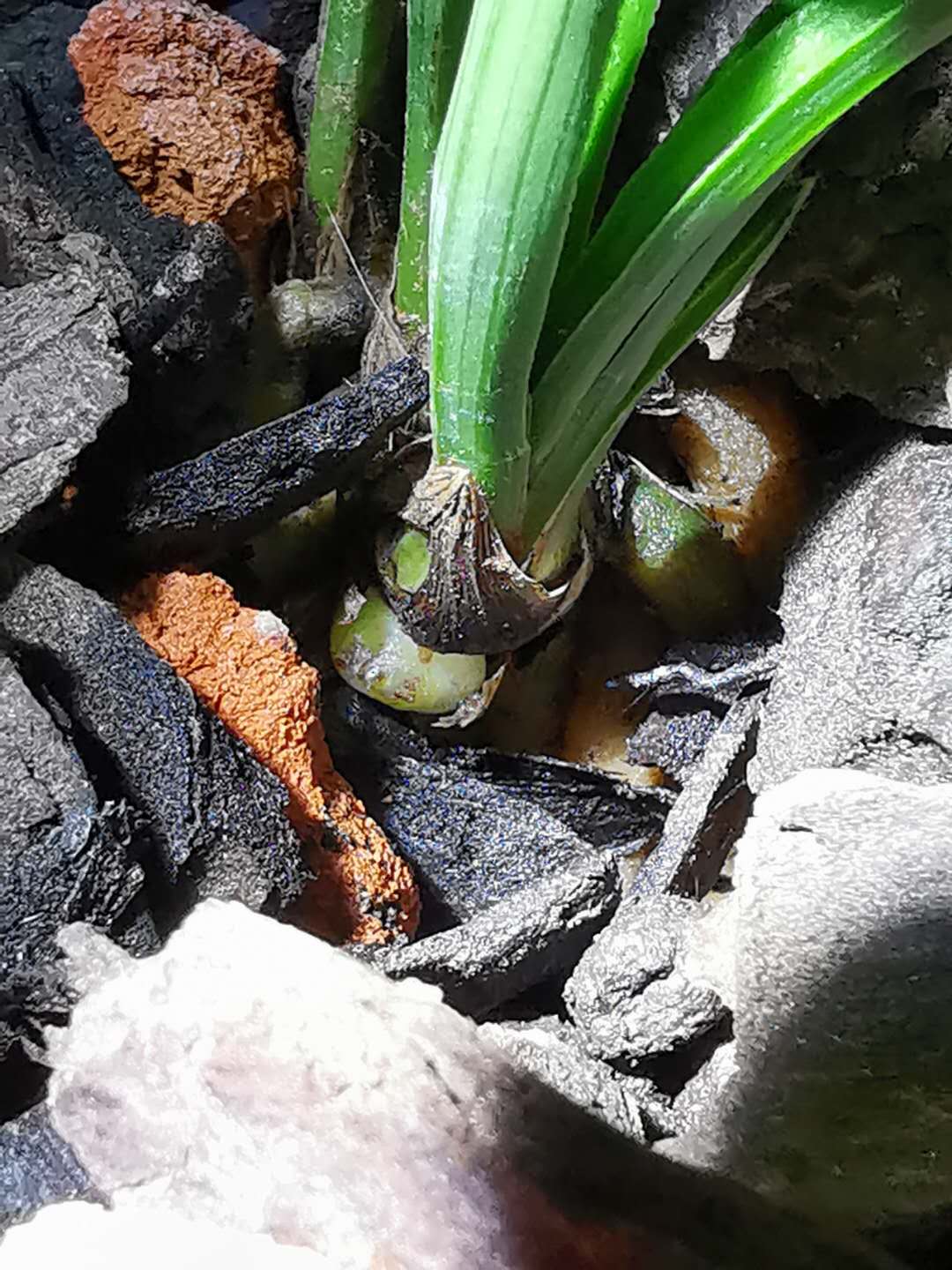 641:如出一辙的源头造假草与骗人手法