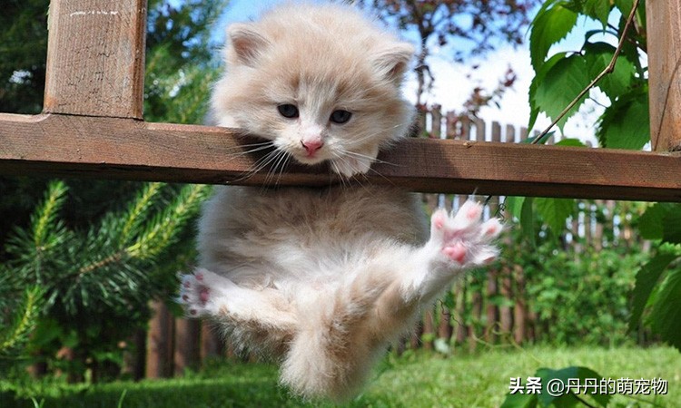 家有小馋猫全集,家有小馋猫怎么办