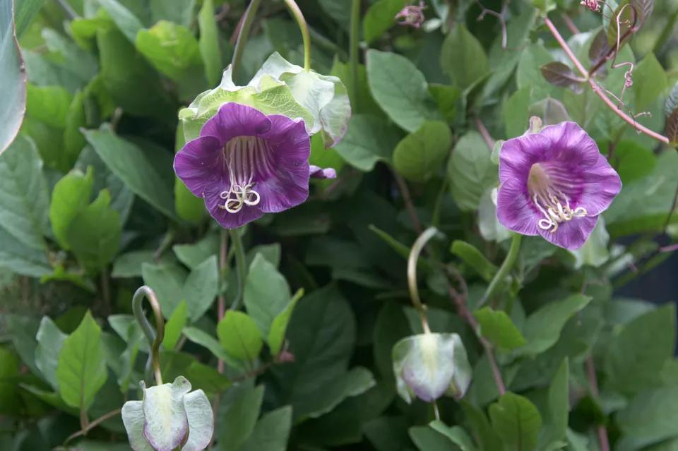 什么爬藤植物开花最好,一年四季开花的室外爬藤植物