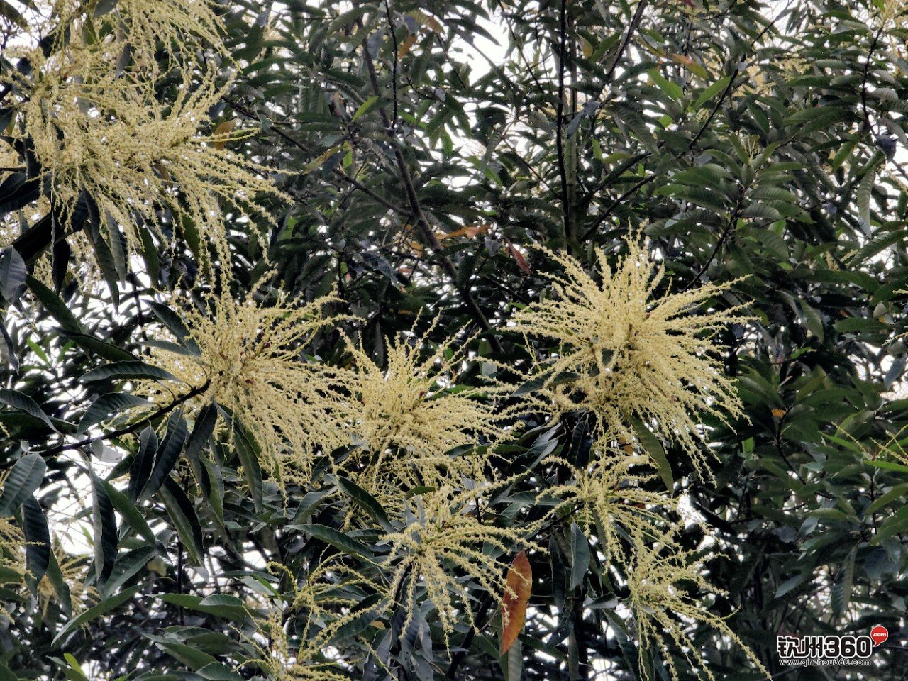 野生蜂蜜取出来的方法,神奇的东西都有什么