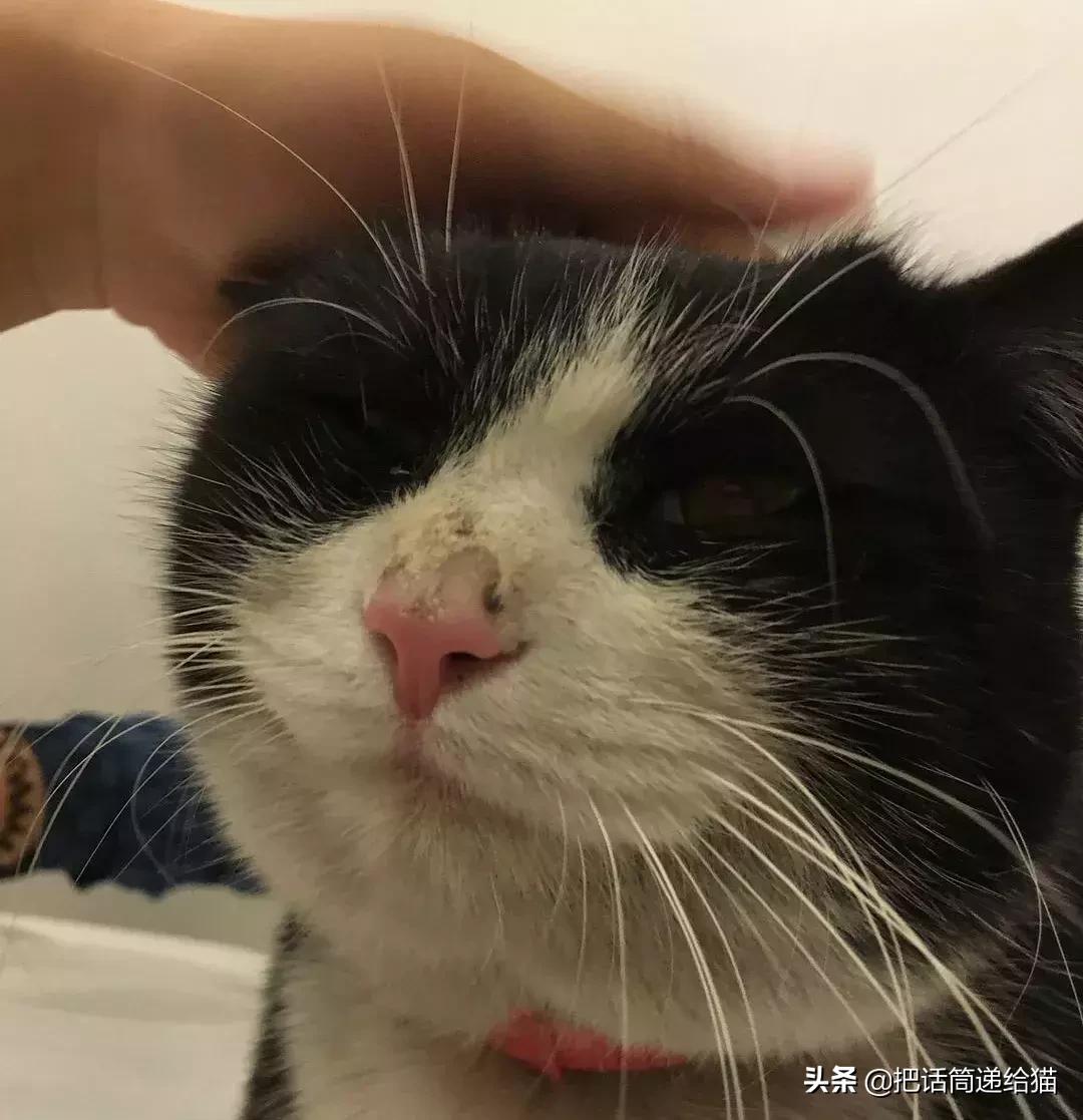 猫故事集,猫故事完整版