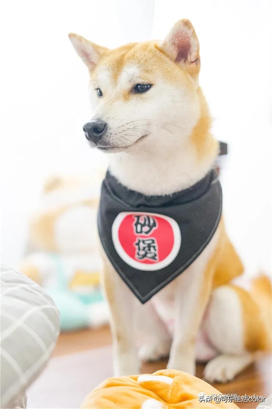 广州撸柴胜地！仲有怀旧零食、游戏室激萌柴犬周边