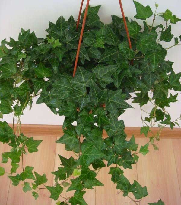 什么花在室内除甲醛效果最好,新装修的房子养什么花除甲醛