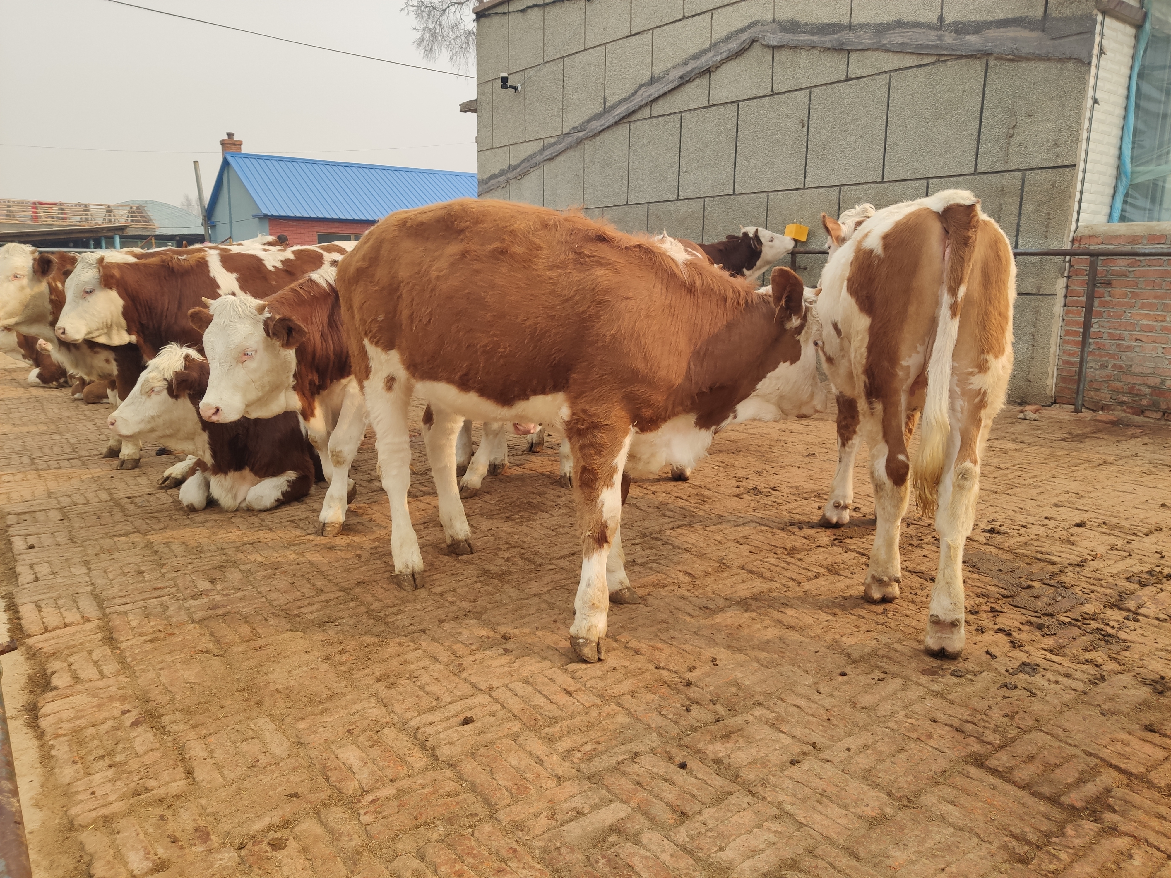 养牛的风险到底有多大,养牛的利润与风险和成本