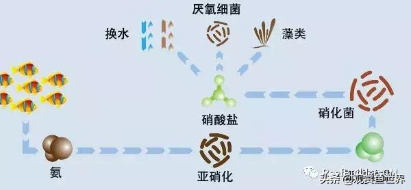 鱼缸硝化细菌培养期间能喂鱼吗,鱼缸培养硝化细菌鱼停止喂食吗