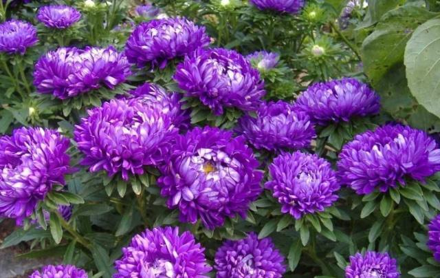 盆栽翠菊花的养殖方法,花卉翠兰盆栽怎么养护