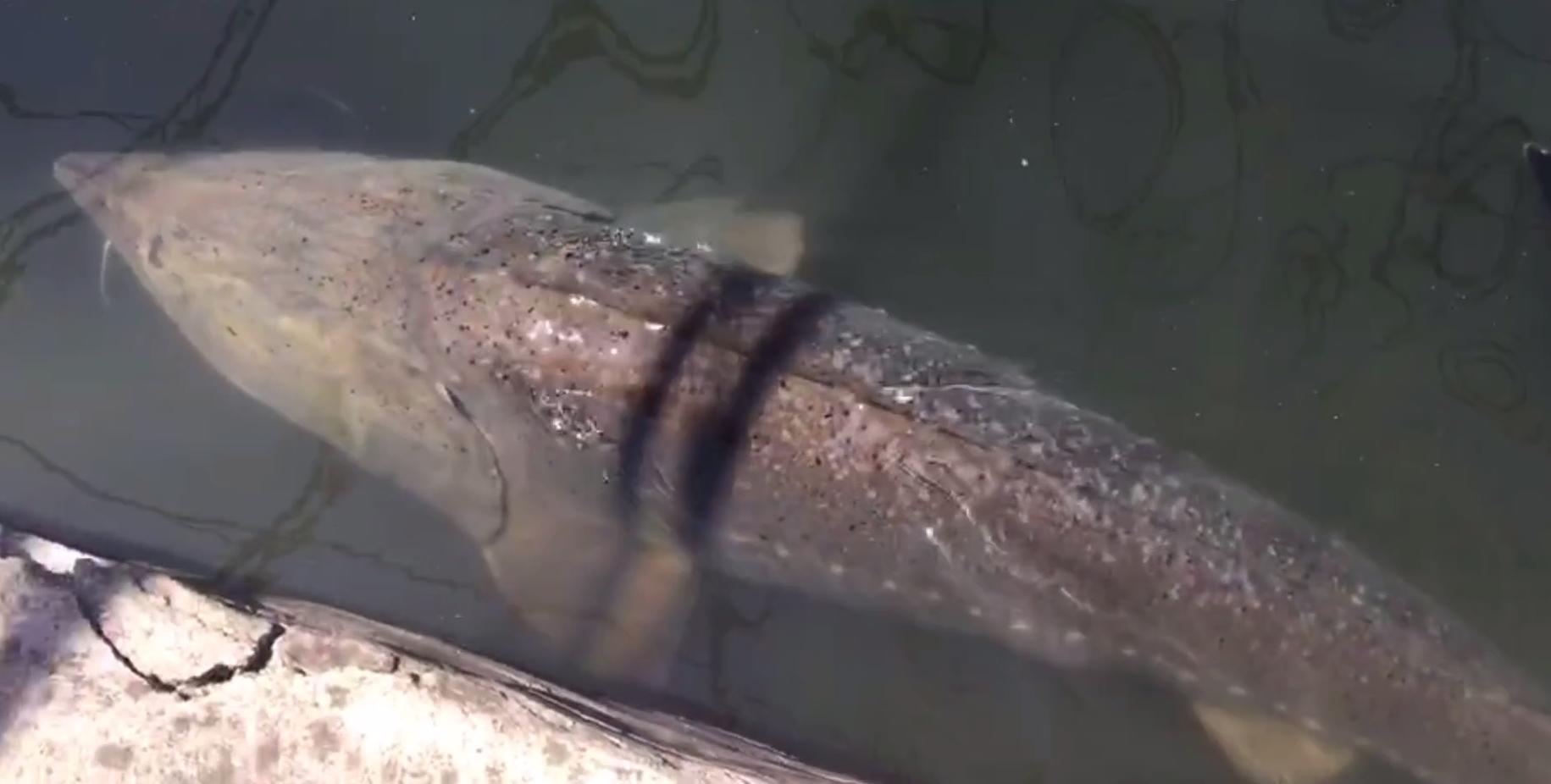 300斤！辽宁一山沟里养出“老鱼王”，体型大到快游不动了