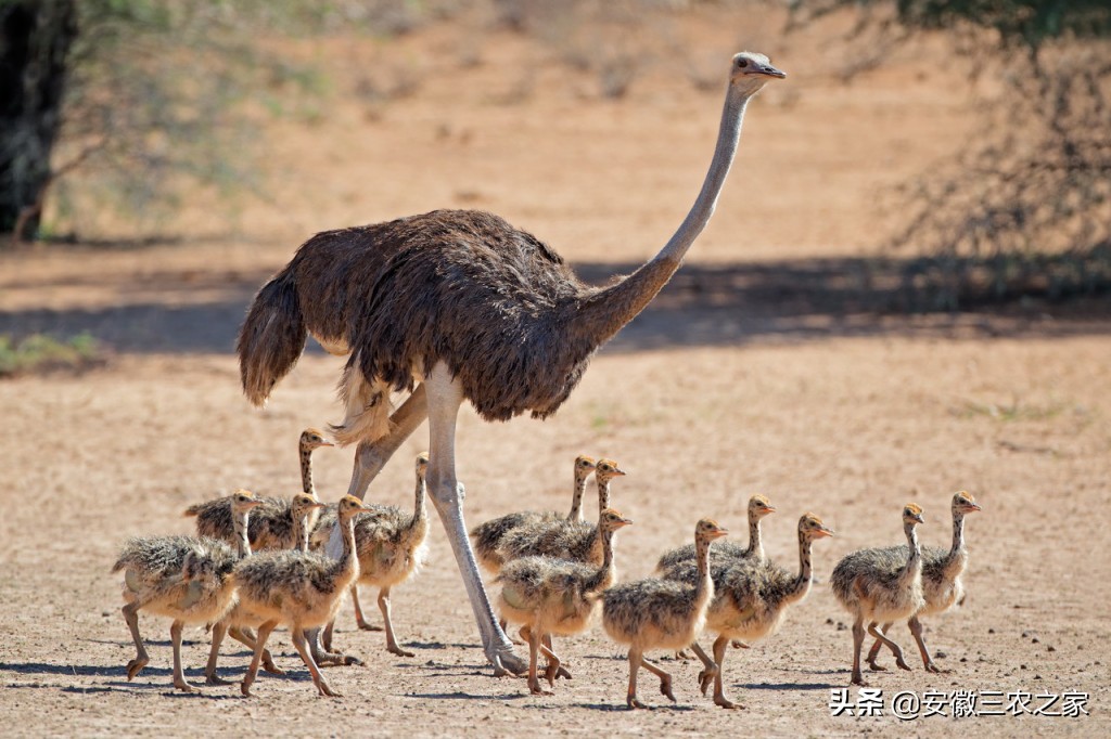 每年下蛋300的鸡,3000只下蛋鸡成本多少利润多少