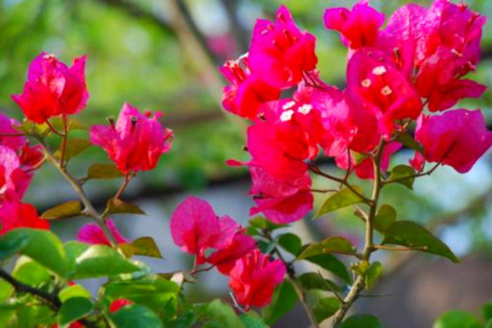 怎么养花才能使花更好,怎么样养花才可以让花活得更久