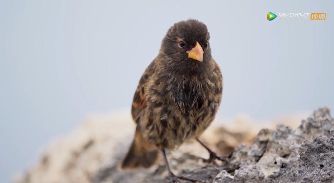 被吹爆的神片,被吹上天的神作