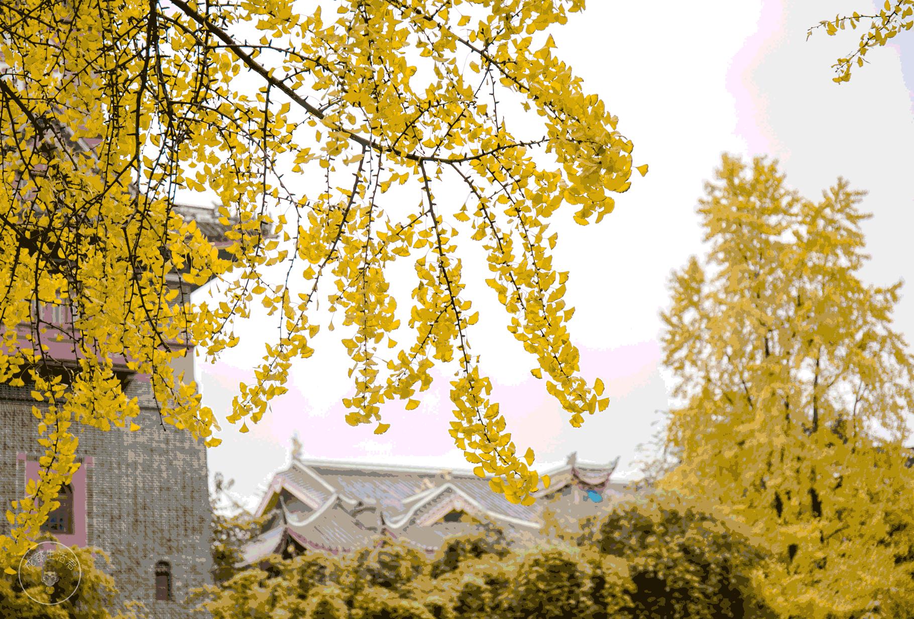 长汀宾馆银杏,长汀宾馆银杏叶