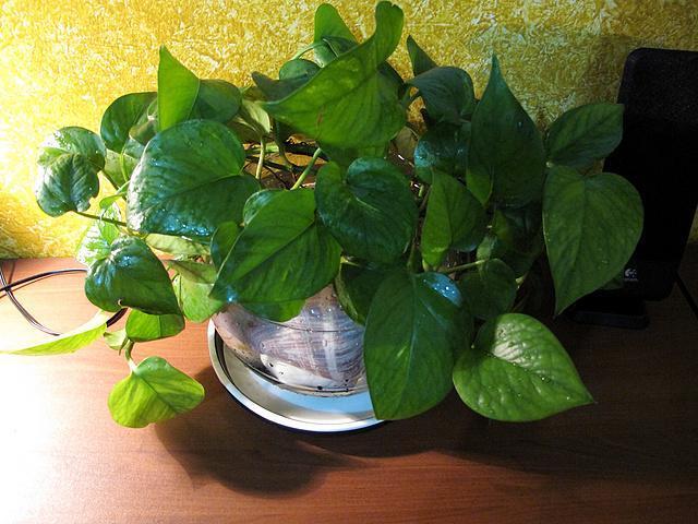 绿萝玉树君子兰能用一种营养液吗,绿萝君子兰怎么养才能更旺盛