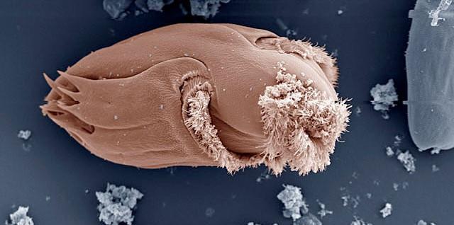 牛的胃竟然能分解塑料？世界难题就这样迎刃而解了吗？