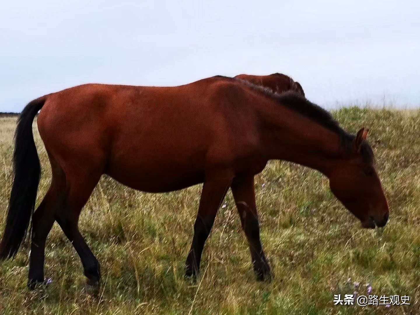 山丹军马场历史,山丹军马场的历史