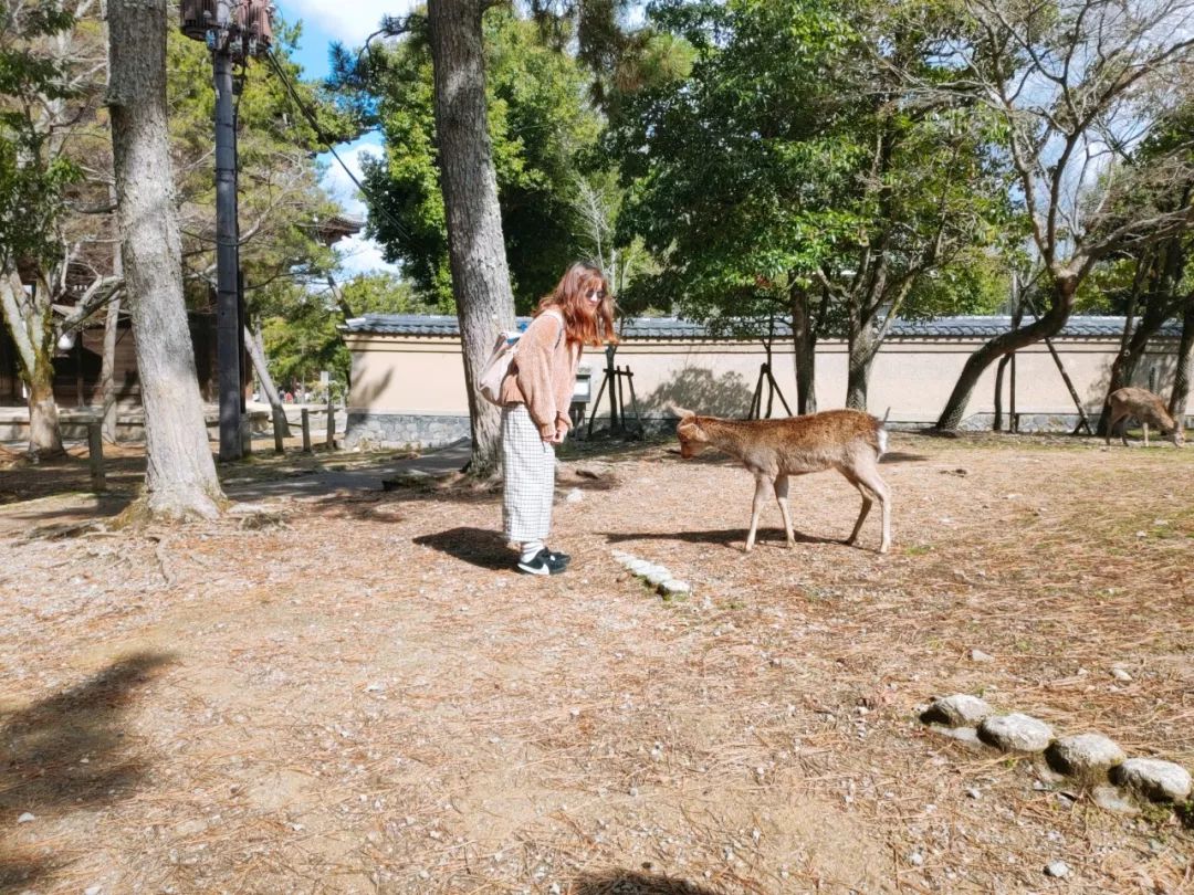 日本本州旅游攻略亲子,日本本州攻略