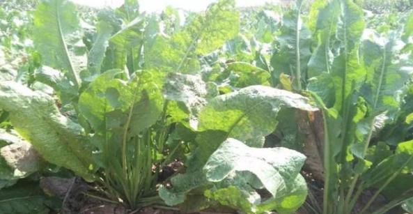 辣根种植前景如何,辣根种植用什么肥