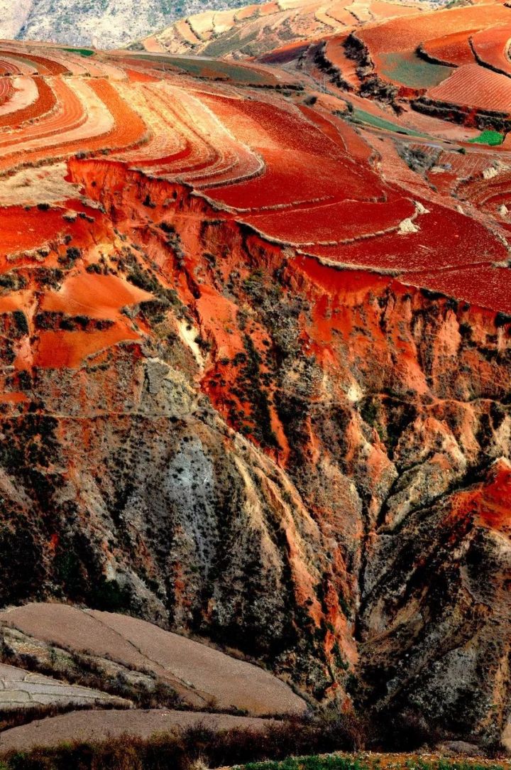 什么是云南品种,什么是云南的特色