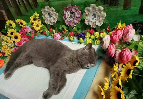 广州宠物死了怎么处理,厦门宠物狗死了怎么处理