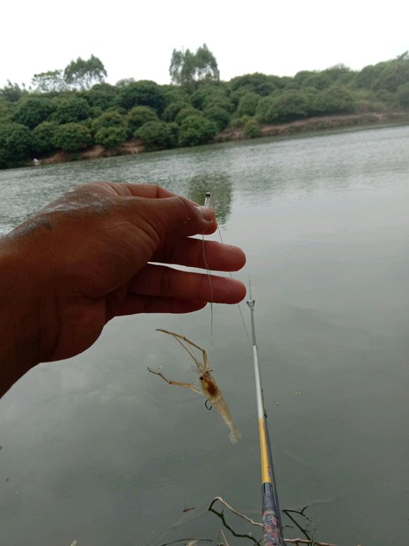 最怕虾闹窝，漂相像大鱼怎么提也不中，解决它其实不难