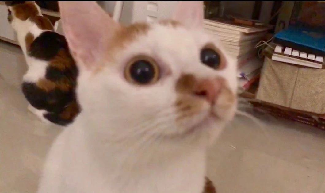 为什么不建议给猫吃廉价猫粮,猫咪现在还能吃的进口粮