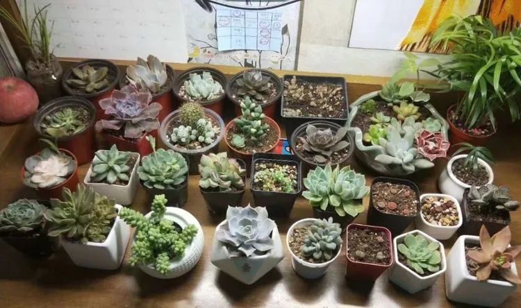 大四老学姐的寝室生活,养肉路上的真实感受