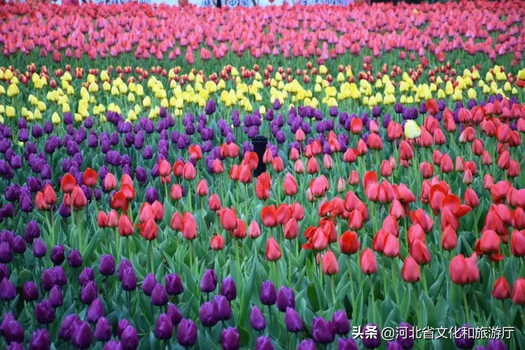 爱家乡游河北发现身边的美|披着初夏的清风，踏着热闹的浪，在五月的秦皇岛玩出新花样~