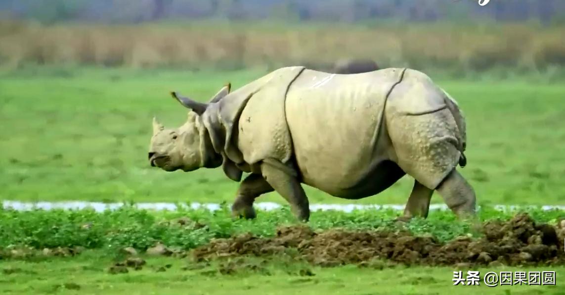 老虎杀犀牛全过程,老虎猎杀犀牛过程