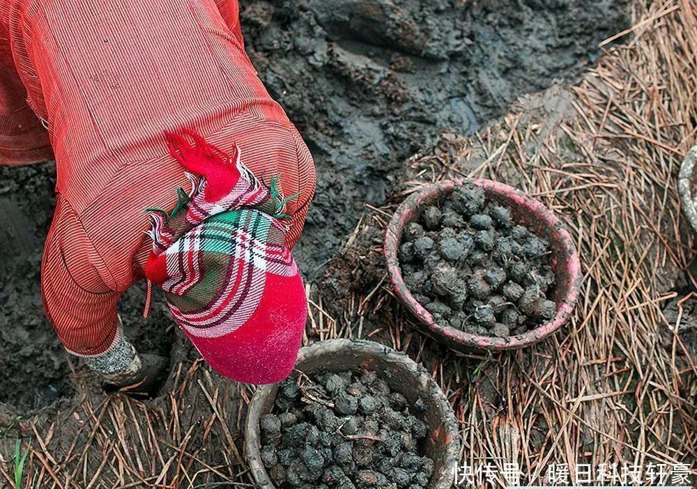 俗称地下雪梨的水果是什么品种,什么水果被称为地下雪梨