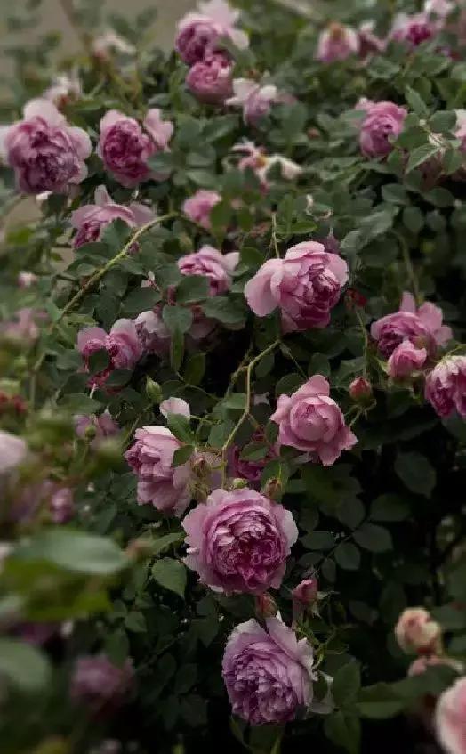 藤本月季秋季怎么修剪才会花墙,最丰花多季开花的藤本月季