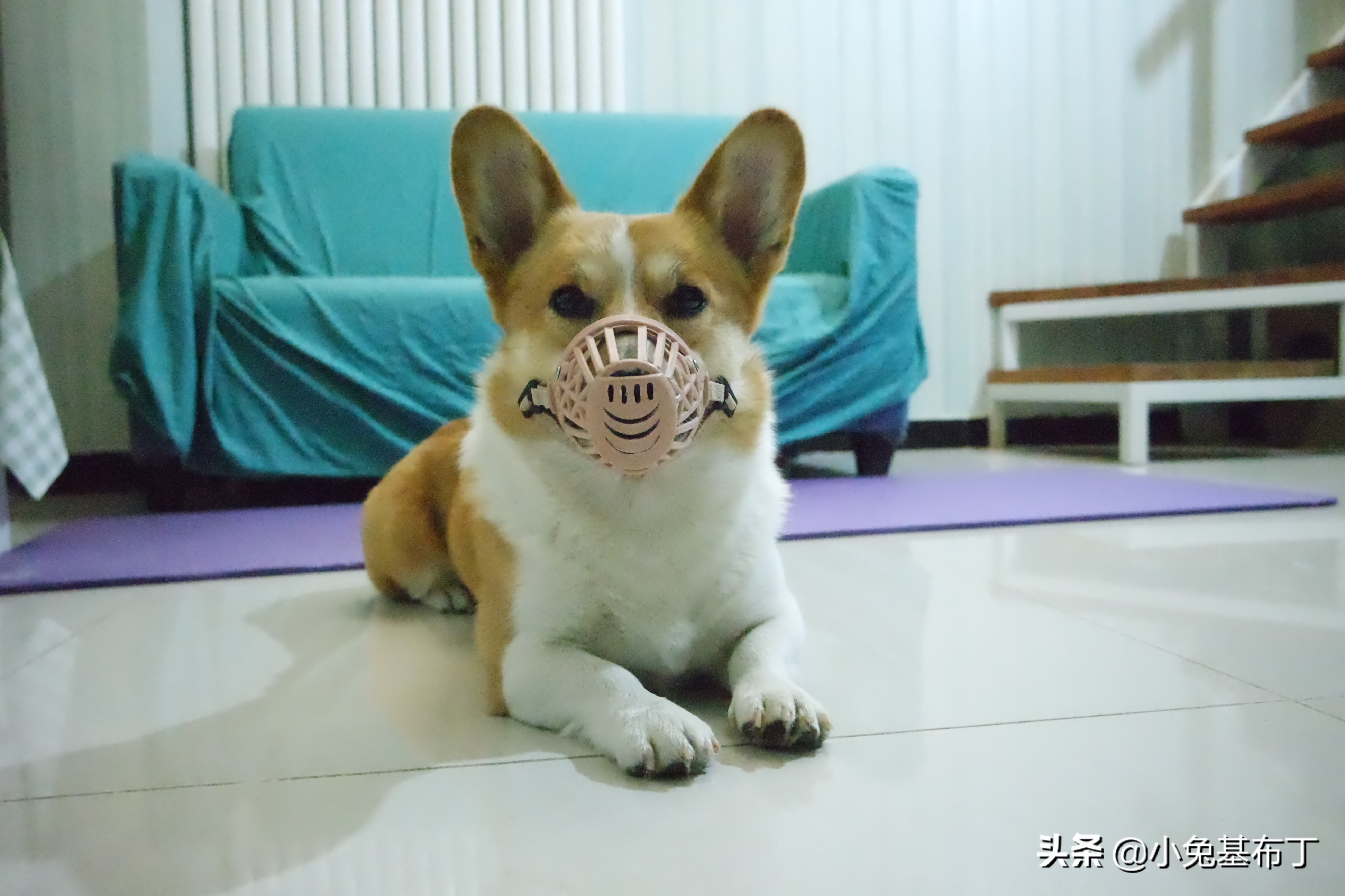 狗狗脚趾炎脓疱不破怎么办,狗狗脚趾炎可以打针消炎吗