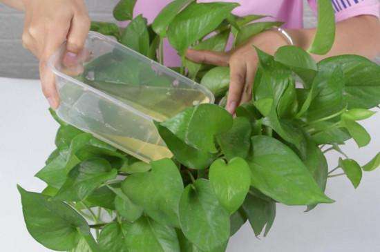 啤酒养花能不能改善土壤,啤酒养花要经过稀释后才能浇花