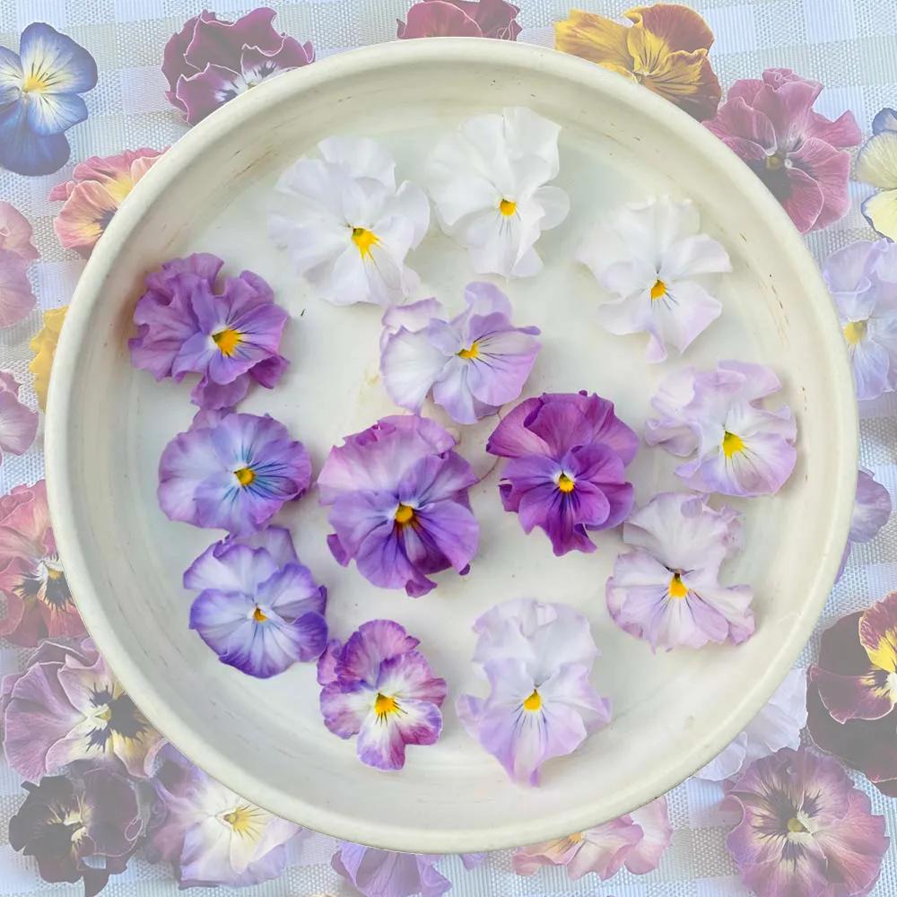 角堇和皱边角堇哪个花大,皱边角堇和穗边角堇的区别