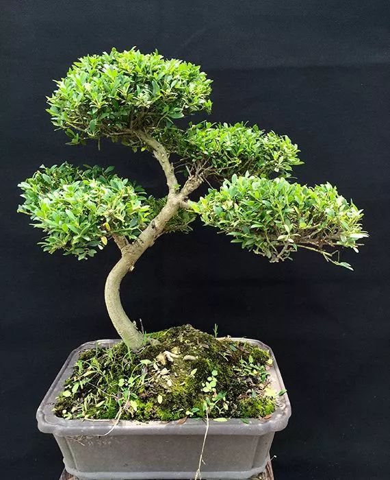 冬青树怎么养才能更茂盛,冬青树的养殖方法和注意事项