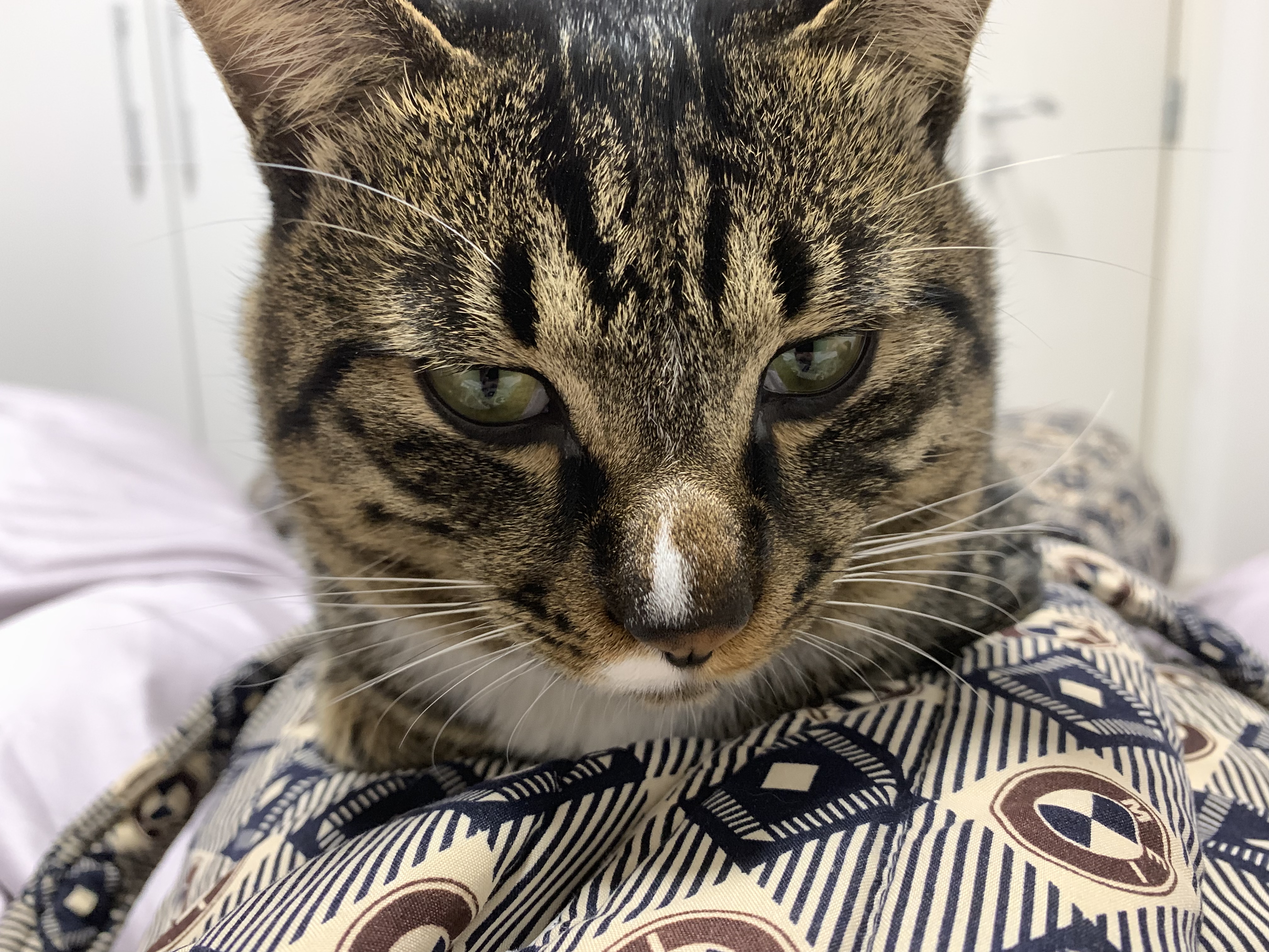 猫咪有个超有情商的铲屎官,猫咪智商测试果然豆丁智商最高