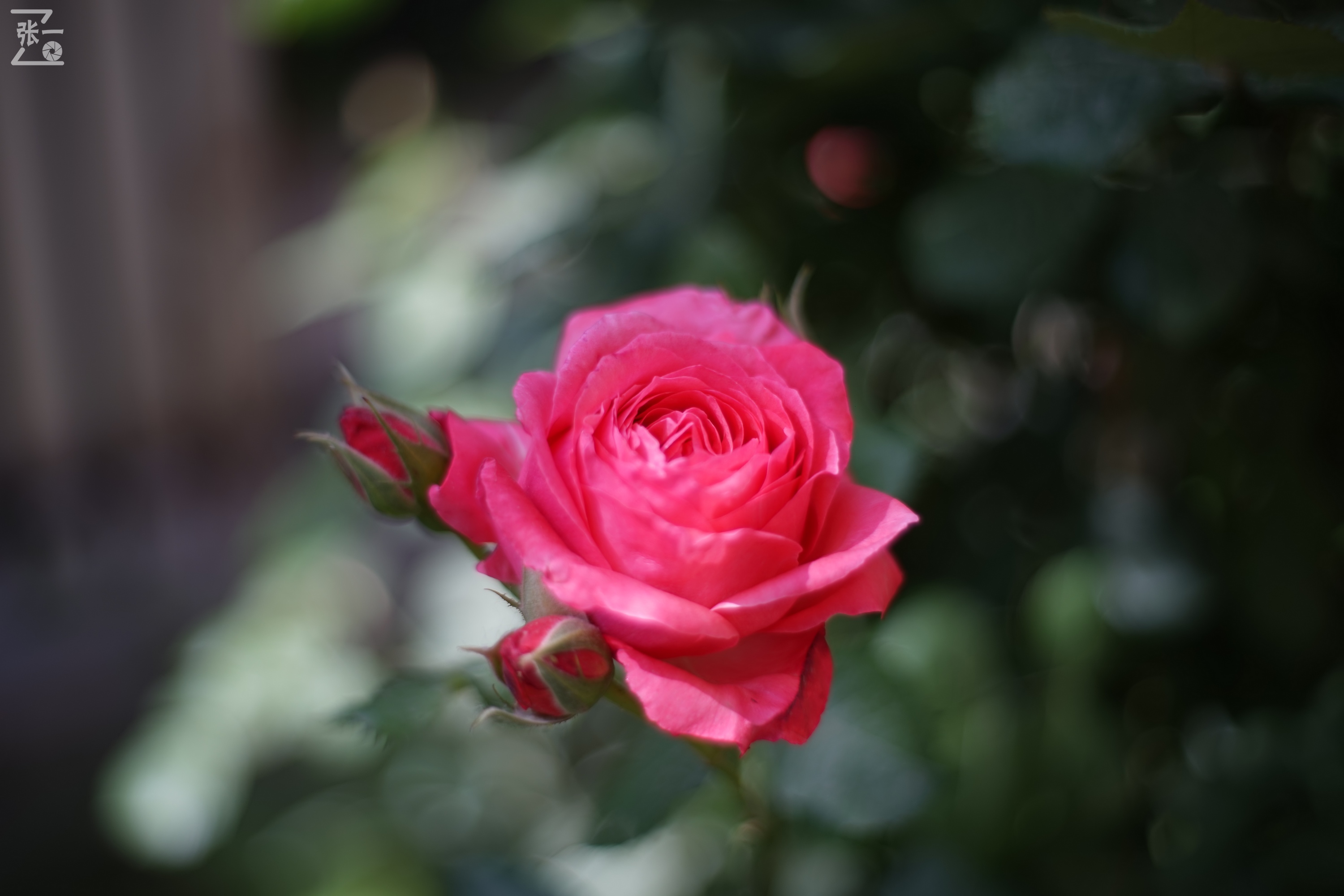 凤凰国产50mm镜头,凤凰索尼e口镜头