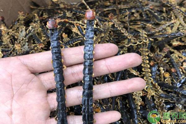黑头蜈蚣与红头蜈蚣的药用价值,黄蜈蚣与黑蜈蚣哪种药用价值更高