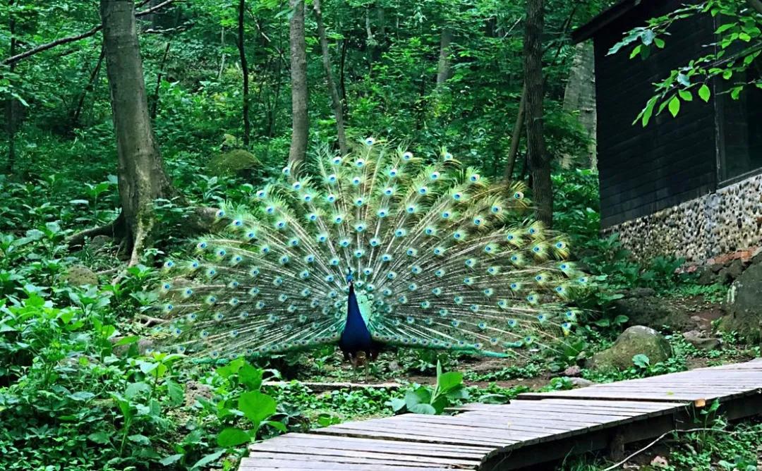 养心铁山寺,天然氧吧铁山寺人间仙境天泉湖