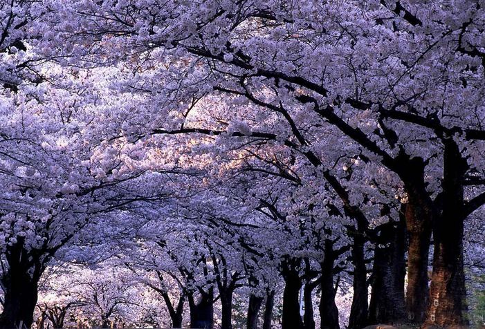 几月赏樱花最好,最美赏樱攻略大全