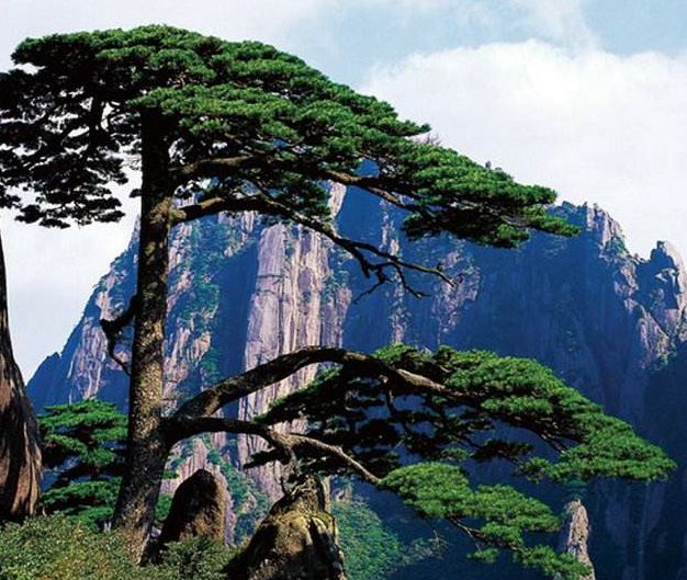 春天梅花开原创诗句,原创诗词梅开二度