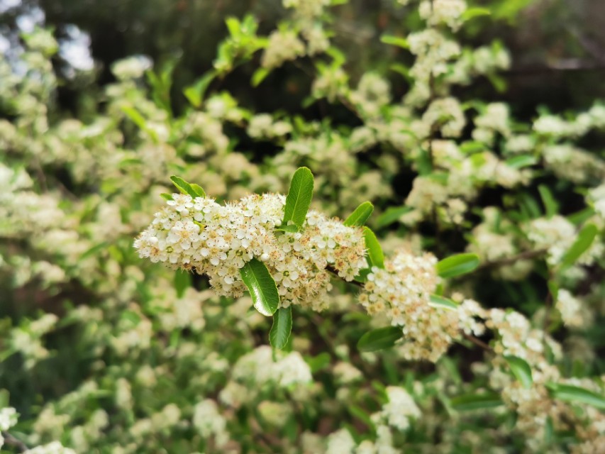 青岛高新区的公园让人们享受,青岛有个特别美的地方