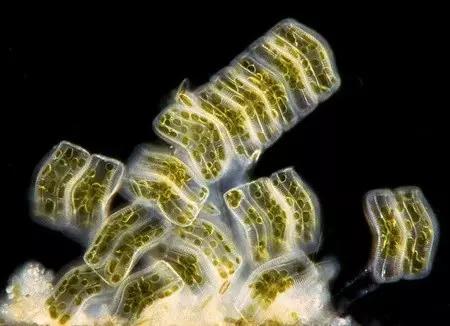 水产养殖藻类老化是怎样的,水产养殖显微镜下各种藻类