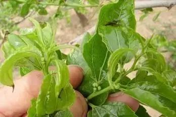 怕作物发生药害，用药前来查阅一下，避免药害的发生！（收藏版）