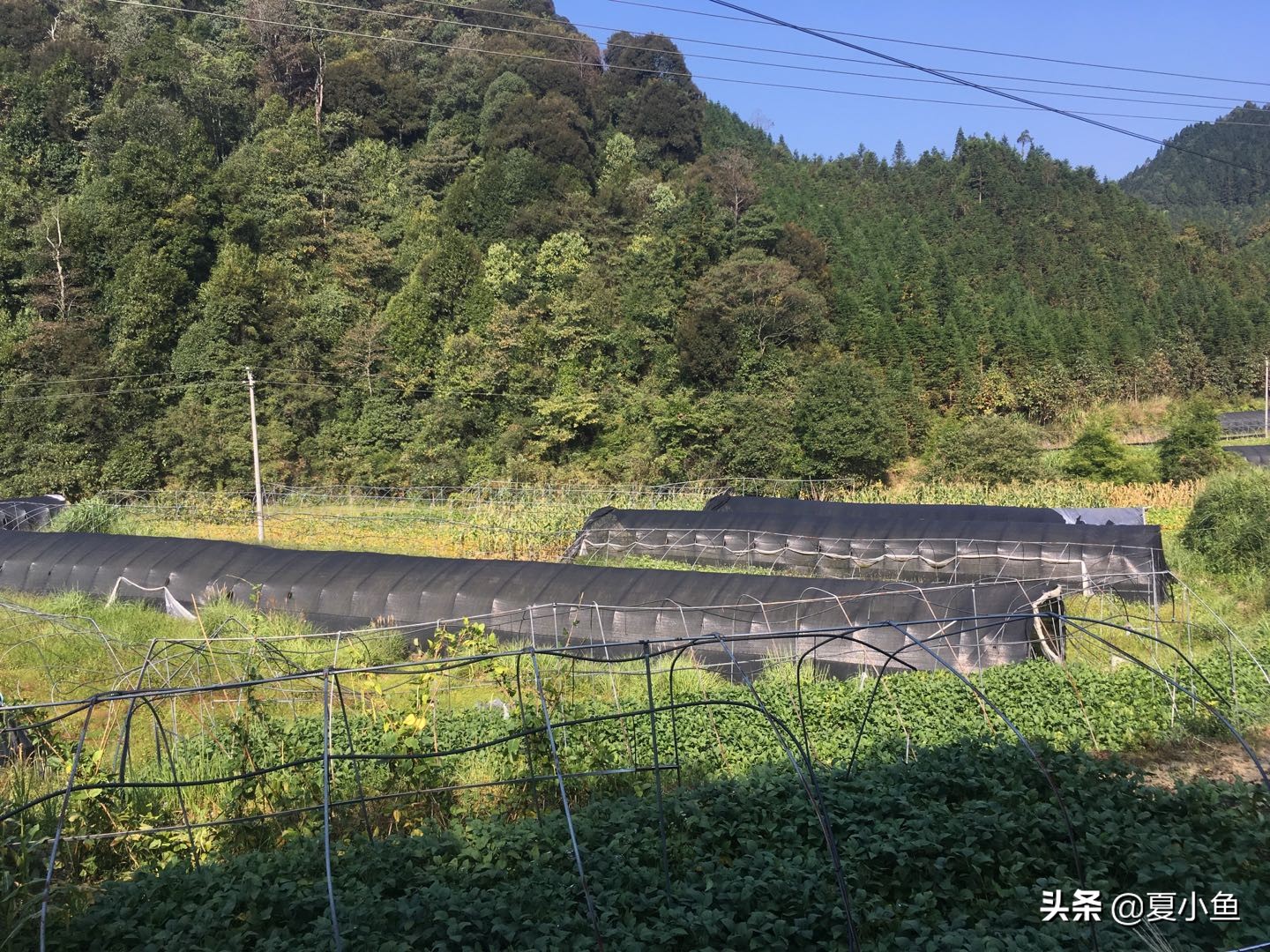 种植羊肚菌亏本的人多吗,羊肚菌种植技术与销路