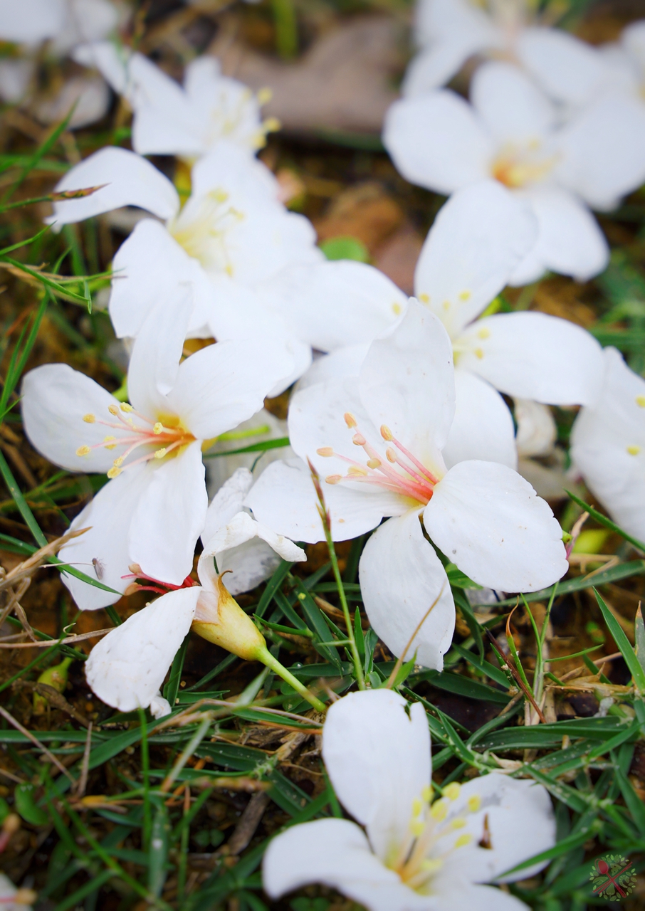 广州簕杜鹃瀑布,广州附近的高山瀑布