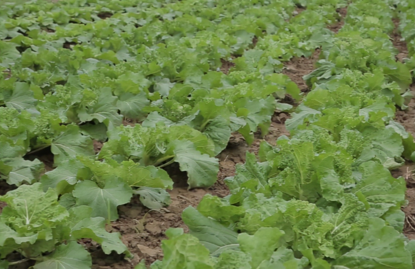 治疗白菜软腐病效果最快用什么药,白菜软腐病用噻唑酮与精甲恶霉灵